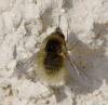 Bombylius trichurus